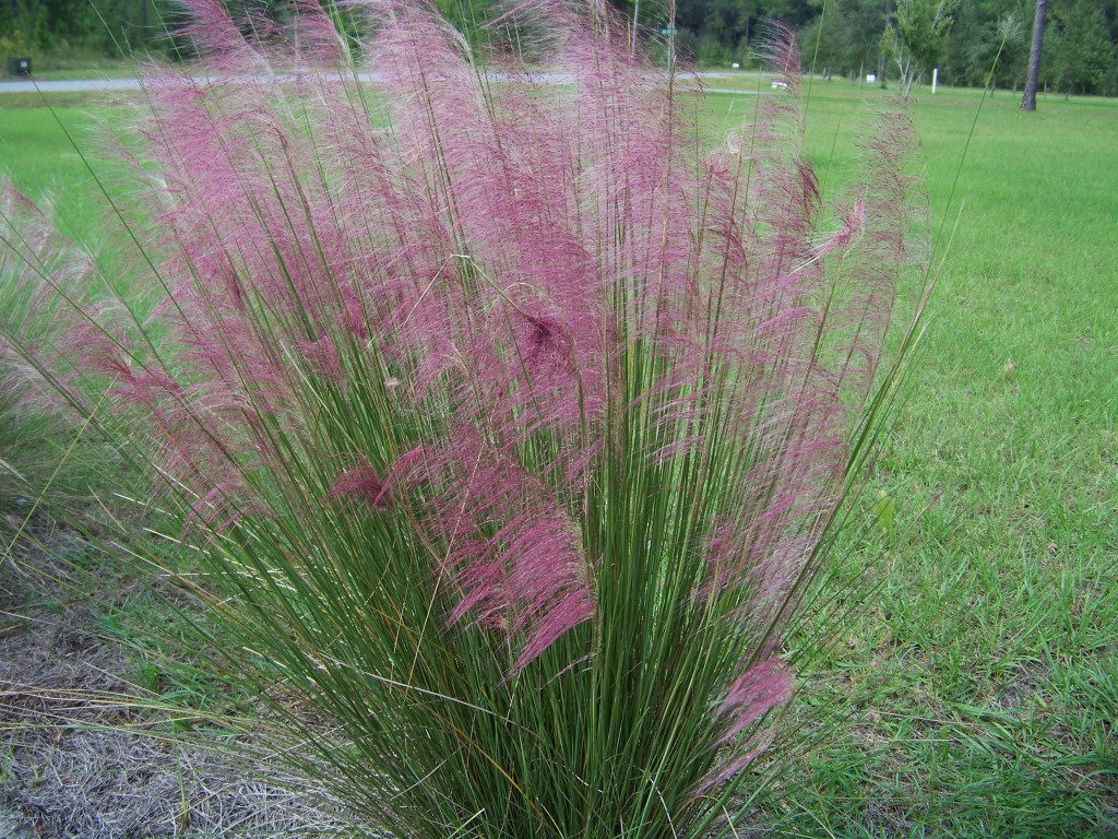 Pink Muhly grass