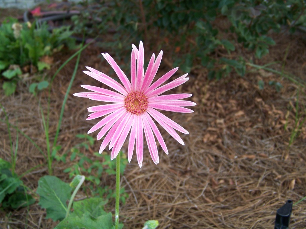 Gerber daisy, native species