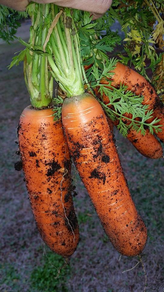 Romance carrots