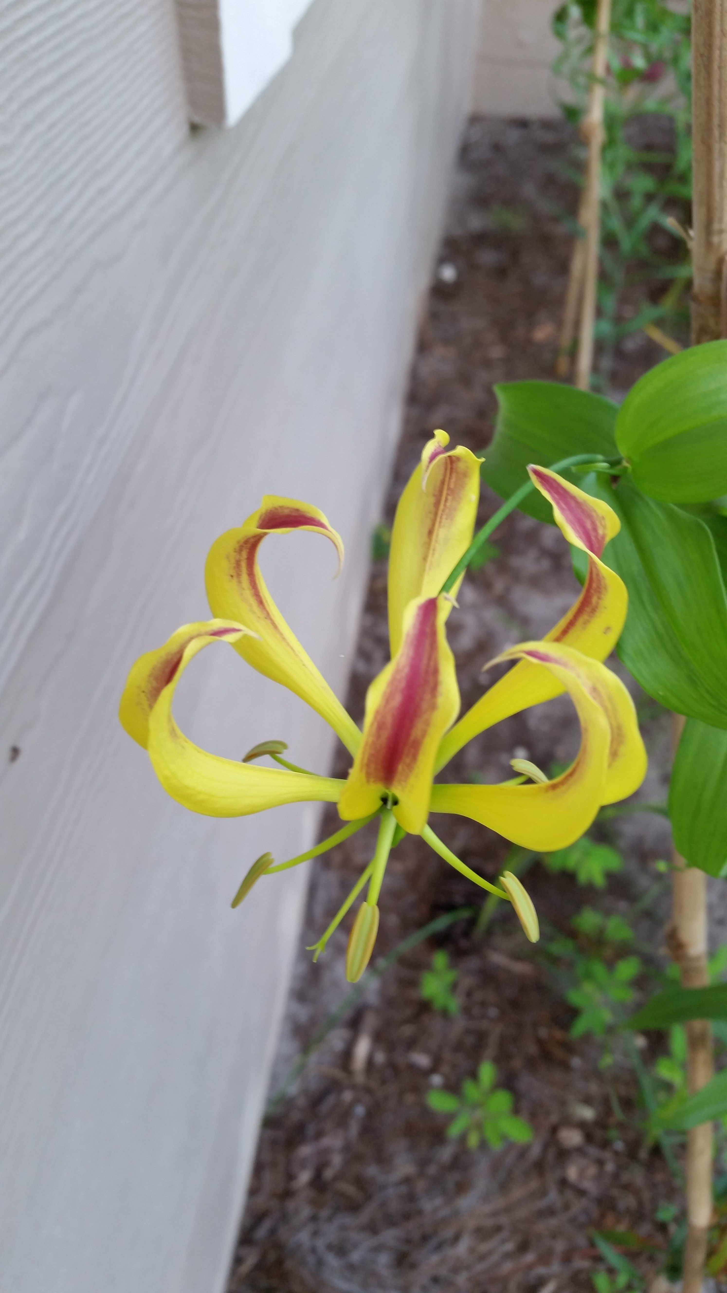 gloriosa lily, hydrid