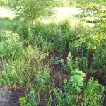 weeds galore