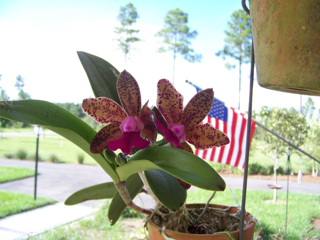 The inaugural orchid blooms at Biddan Ridge
