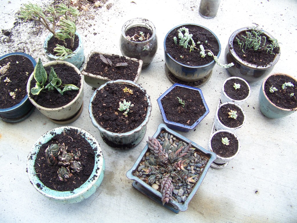 Succulents repotted