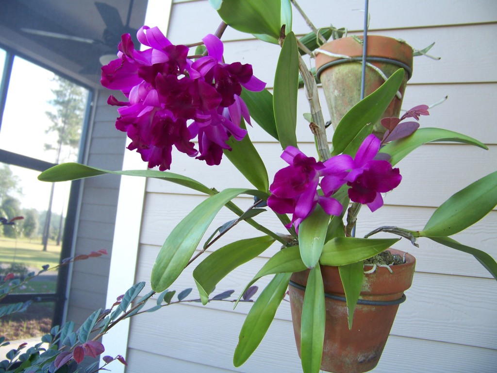 Second orchid to bloom