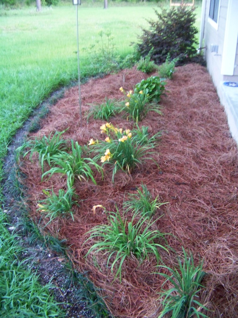 Daylily bed