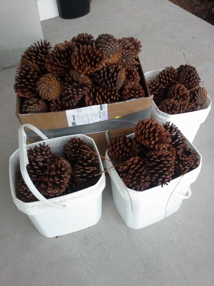Collected cones